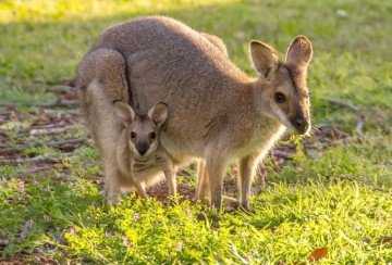 Shell koopt groen energiebedrijf in Australië