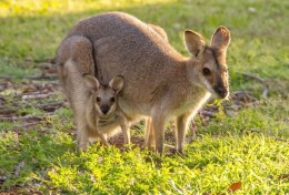 Shell koopt groen energiebedrijf in Australië
