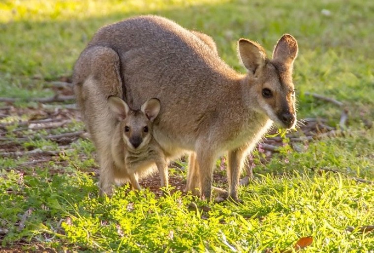 Shell koopt groen energiebedrijf in Australië