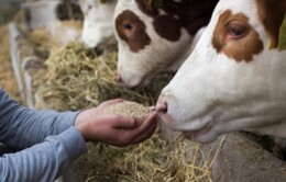 CVC en DSM-Firmenich op weg naar deal over Animal Nutrition & Health