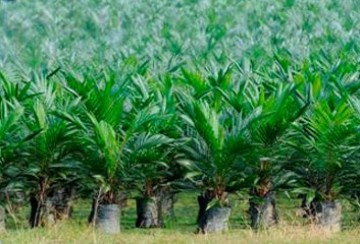 Grote banken betrokken bij misstanden palmolie