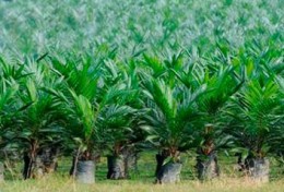 Grote banken betrokken bij misstanden palmolie