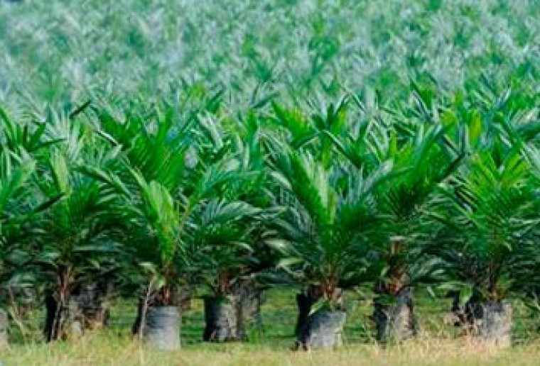 Grote banken betrokken bij misstanden palmolie
