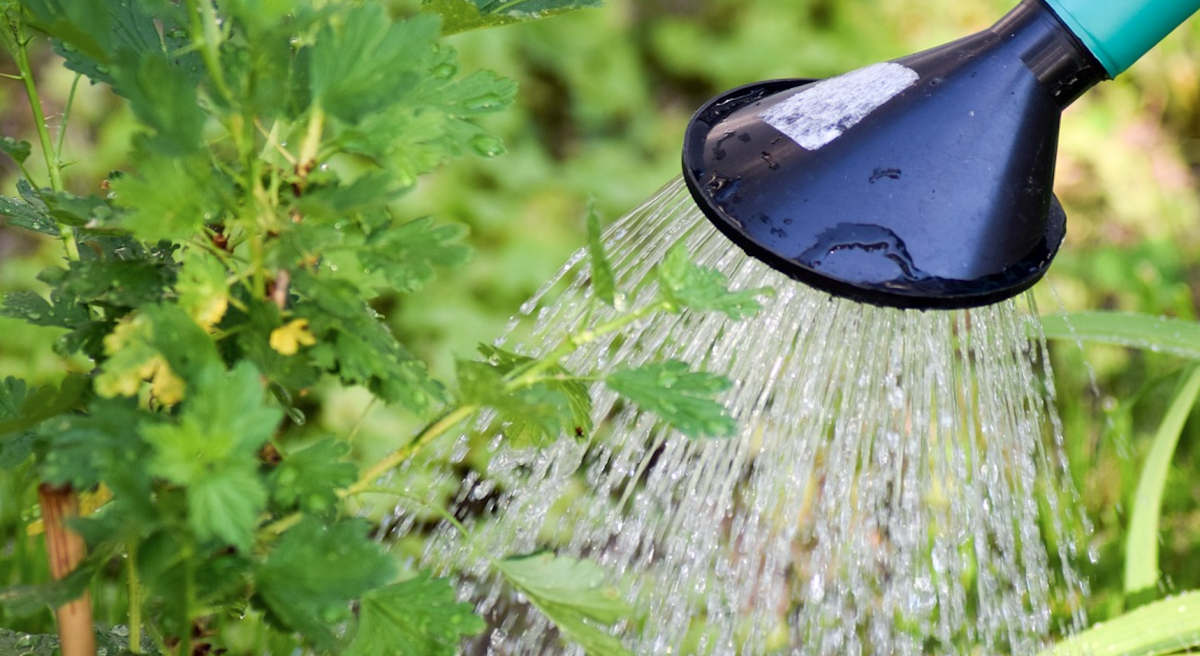 BOM kampioen investeerder in Nederlandse startups