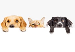 Dochter Pet Service Holding neemt failliete onderneming over