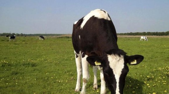 On the deal: Wat ziet het IJslandse Marel in het Gelderse MPS?