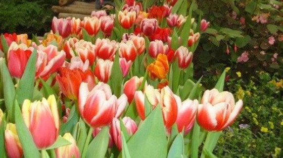 Nieuwe joint venture optimaliseert logistieke keten in de sierteelt