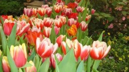 Nieuwe joint venture optimaliseert logistieke keten in de sierteelt