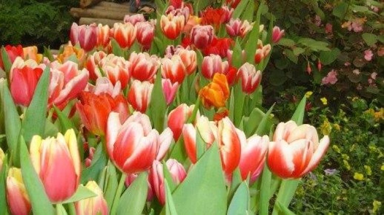 Nieuwe joint venture optimaliseert logistieke keten in de sierteelt