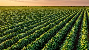 5 mega-trends in de Food-sector en de impact op M&A