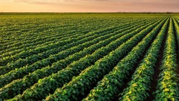 5 mega-trends in de Food-sector en de impact op M&A