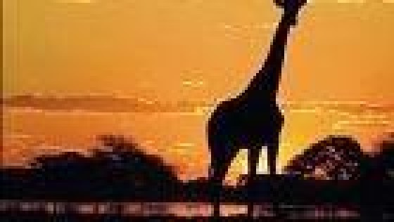 Linklaters sluit alliantie met Webber Wentzel voor Afrikaanse deals