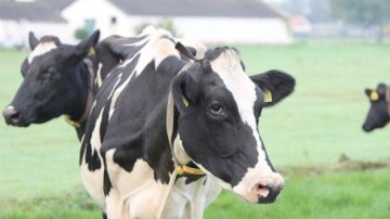 Vreugdenhil Dairy Foods neemt fabriek NutriDutch over