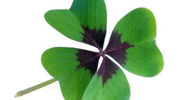 Vier nieuwe partners voor CMS