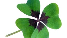 Vier nieuwe partners voor CMS