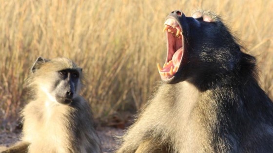 Private equity wordt super dominant op de kopersmarkt