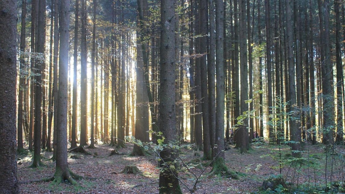 ABP neemt een bos over in de Verenigde Staten