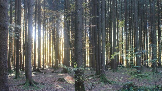 ABP neemt een bos over in de Verenigde Staten