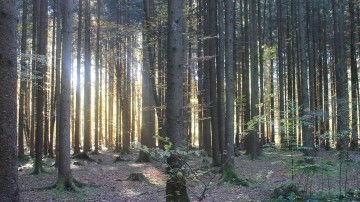 ABP neemt een bos over in de Verenigde Staten