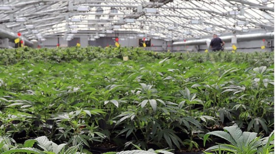 Canadees koopt wietteler Canadelaar voor 57,5 miljoen