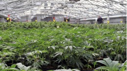 Canadees koopt wietteler Canadelaar voor 57,5 miljoen