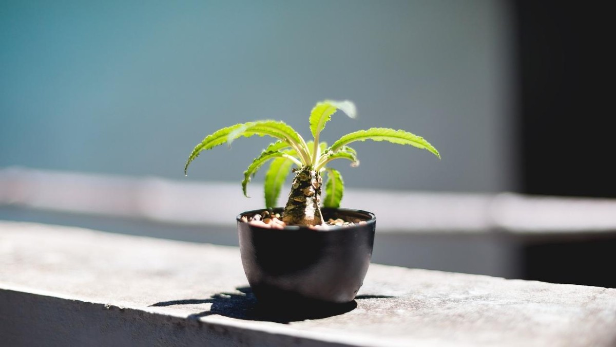 Nimbus start een investeringsfonds voor scale-ups