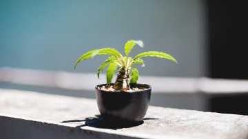 Nimbus start een investeringsfonds voor scale-ups