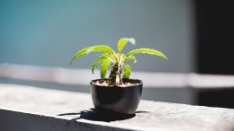 Nimbus start een investeringsfonds voor scale-ups