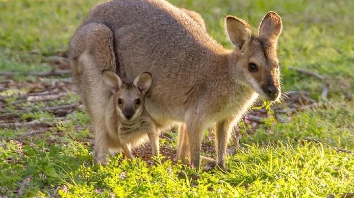 Aussies gaan los met fusies en overnames