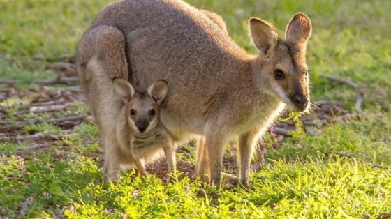 Aussies gaan los met fusies en overnames