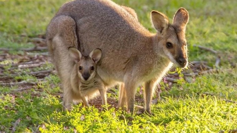 Aussies gaan los met fusies en overnames