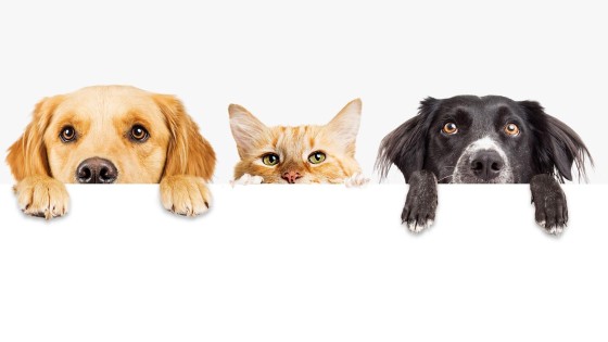 Petservice Holding NV kondigt overname aan