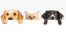 Petservice Holding NV kondigt overname aan