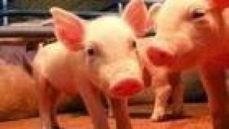 Rabobank, Linklaters, Houthoff Buruma en KPMG dealmakers bij overname laatste zelfstandige agri trader Cefetra