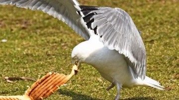 SPAR neemt tosti-restaurant The Tosti Club over