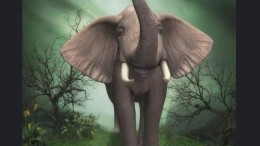 Olifanten en giraffes eigenaar van Galapagos