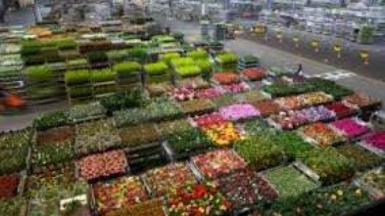 ACM houdt overnames Flora Holland tegen het licht