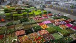 ACM houdt overnames Flora Holland tegen het licht