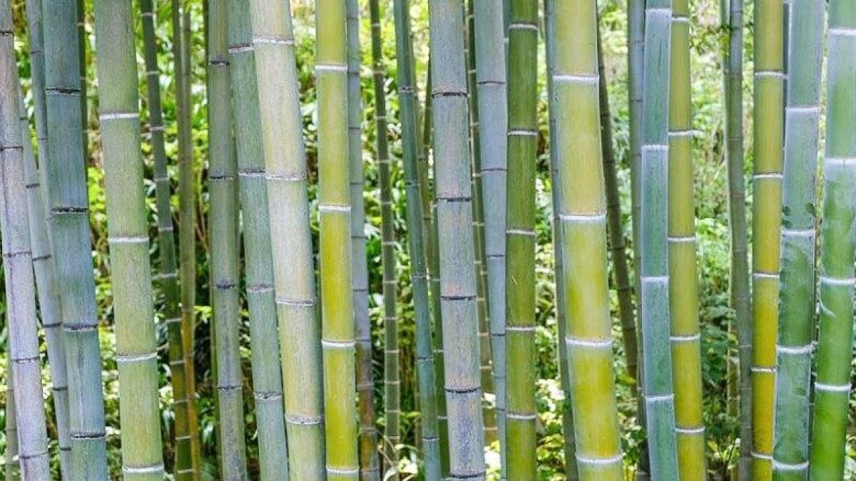 Hive Energy koopt de helft van BambooLogic