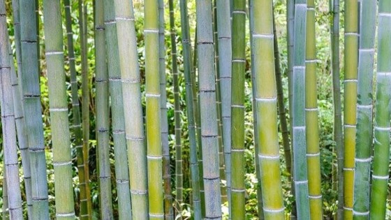 Hive Energy koopt de helft van BambooLogic