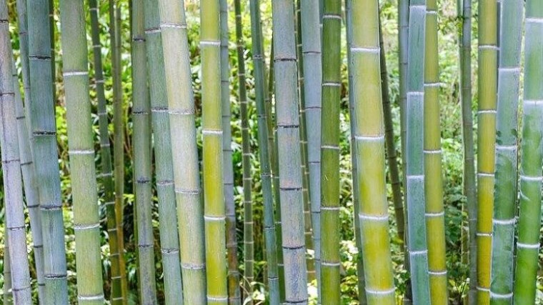 Hive Energy koopt de helft van BambooLogic