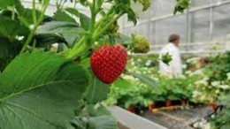 Aardbeienkweker Andijk naar Spaanse bessenkweker