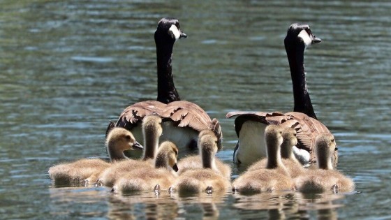 Familiebedrijf presteert buitengewoon sterk