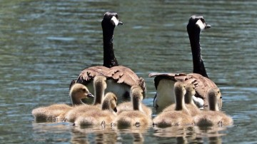 Familiebedrijf presteert buitengewoon sterk