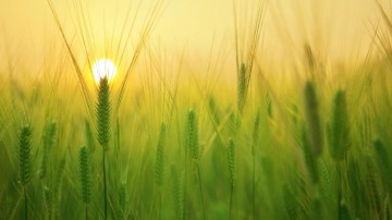 Victus: eerste groeifonds voor food- en agri-sector in de Benelux