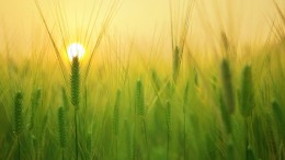 Victus: eerste groeifonds voor food- en agri-sector in de Benelux