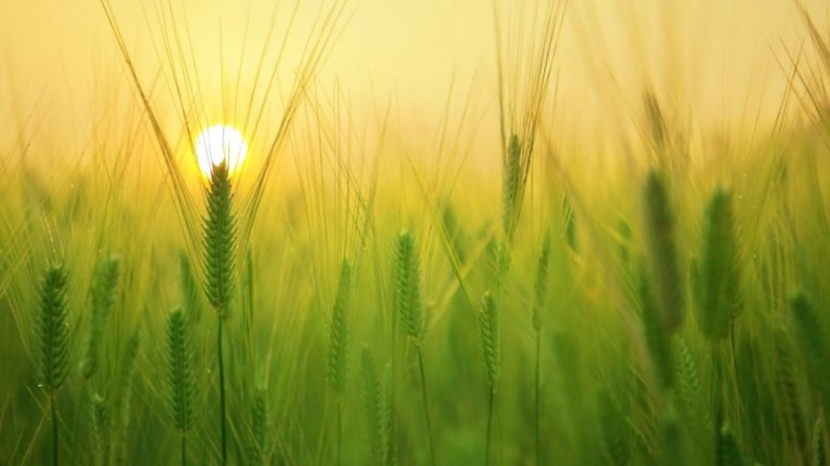 Victus: eerste groeifonds voor food- en agri-sector in de Benelux