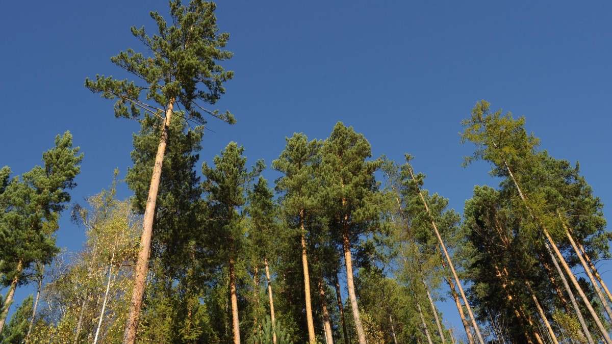 Avedon haalt €300 miljoen op - €50 meer dan verwacht