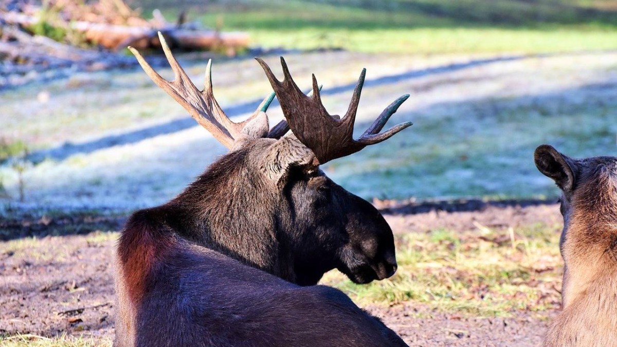 Zweedse consultants kopen twee Nederlandse bureaus