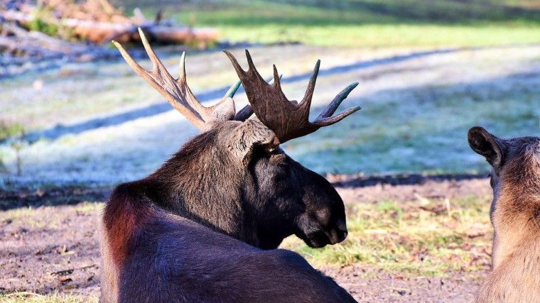 Zweedse consultants kopen twee Nederlandse bureaus